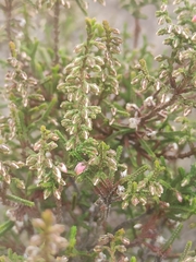 Calluna vulgaris