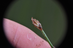 Eleocharis rostellata