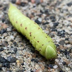 Paonias excaecata