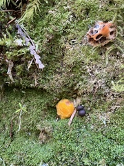 Tremella mesenterica