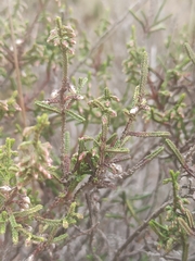 Calluna vulgaris