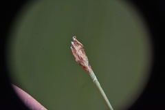 Eleocharis rostellata