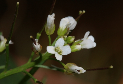 Cardamine occulta Hornem.
