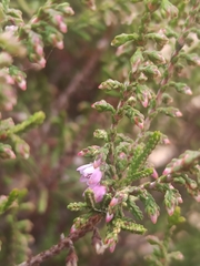 Calluna vulgaris