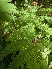 Adiantum aleuticum