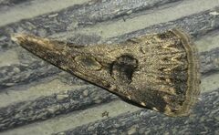 Agrotis