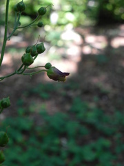 Scrophularia scopolii