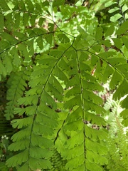 Adiantum aleuticum