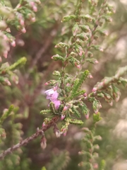 Calluna vulgaris