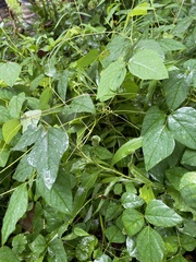 Amphicarpaea bracteata