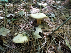 Hydnum umbilicatum