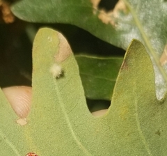 Atrusca clavuloides