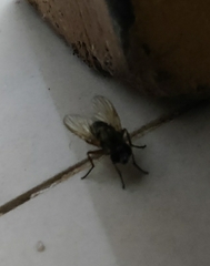 Muscidae