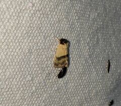 Exyra semicrocea