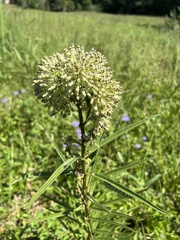 Asclepias hirtella