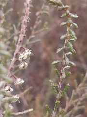 Calluna vulgaris