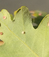 Atrusca clavuloides