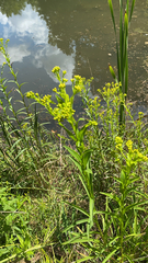 Solidago riddellii