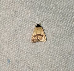 Exyra semicrocea