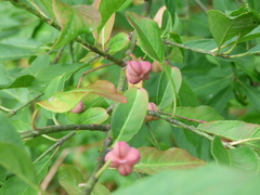 Euonymus europaeus