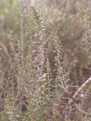 Calluna vulgaris