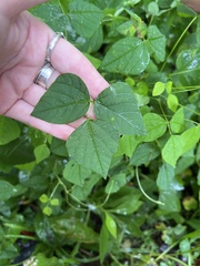 Amphicarpaea bracteata