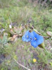 Commelina tuberosa