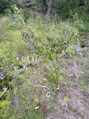 Commelina tuberosa