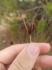Schoenus nigricans