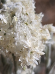 Pseudognaphalium beneolens