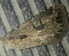 Agrotis