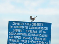 Luscinia svecica