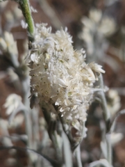 Pseudognaphalium beneolens