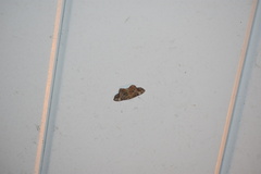 Hypagyrtis