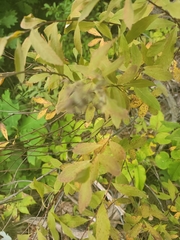 Spiraea alba