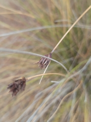 Schoenus nigricans