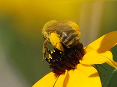 Eumelissodes