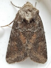 Lacinipolia meditata