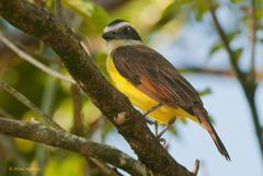 Pitangus sulphuratus