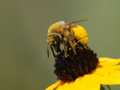 Eumelissodes