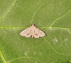 Elophila icciusalis