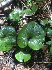 Asarum canadense