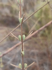 Lavandula stoechas