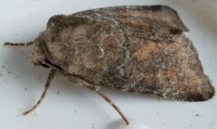 Lacinipolia meditata