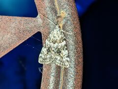 Catocala lineella