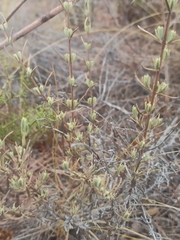Lavandula stoechas