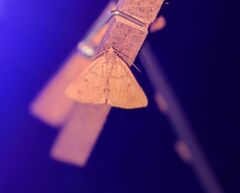 Chytolita morbidalis