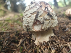 Amanita rubescens