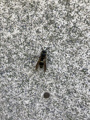 Ancistrocerus antilope