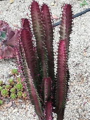 Euphorbia trigona